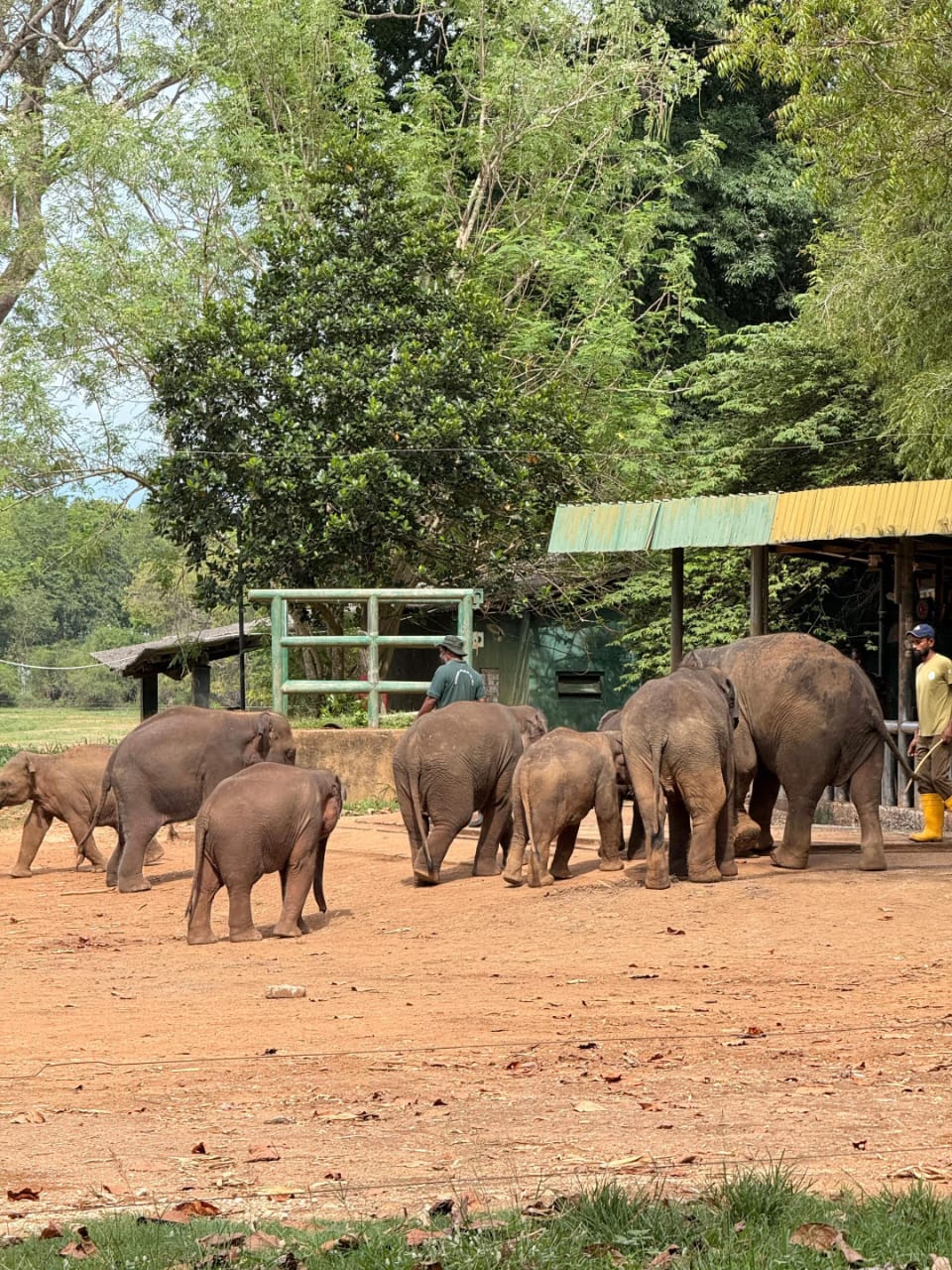 Elephant Transit Home