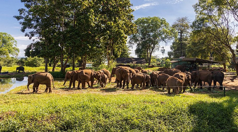 Elephant Transit Home