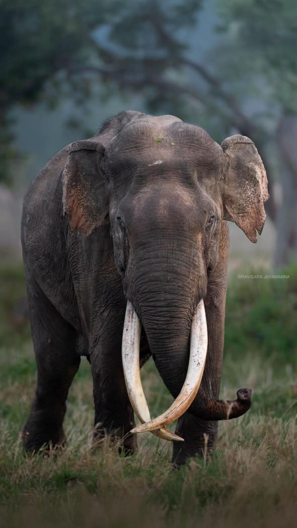 An elephant in a field