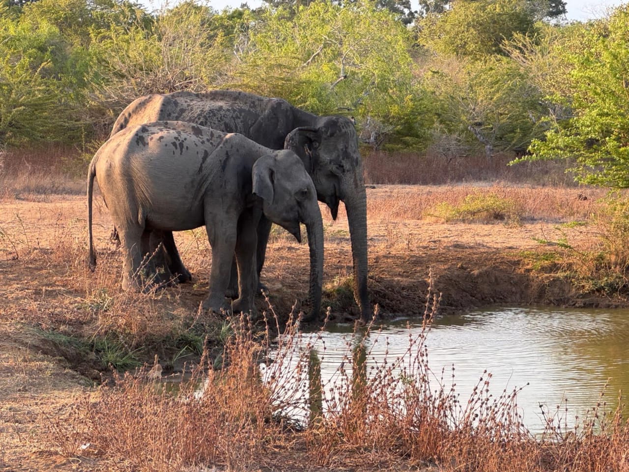 An elephant in a field