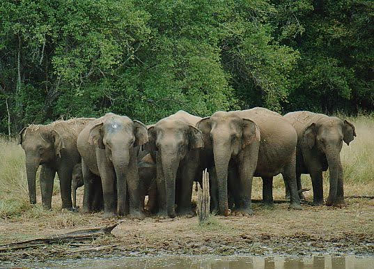 elephants in a field