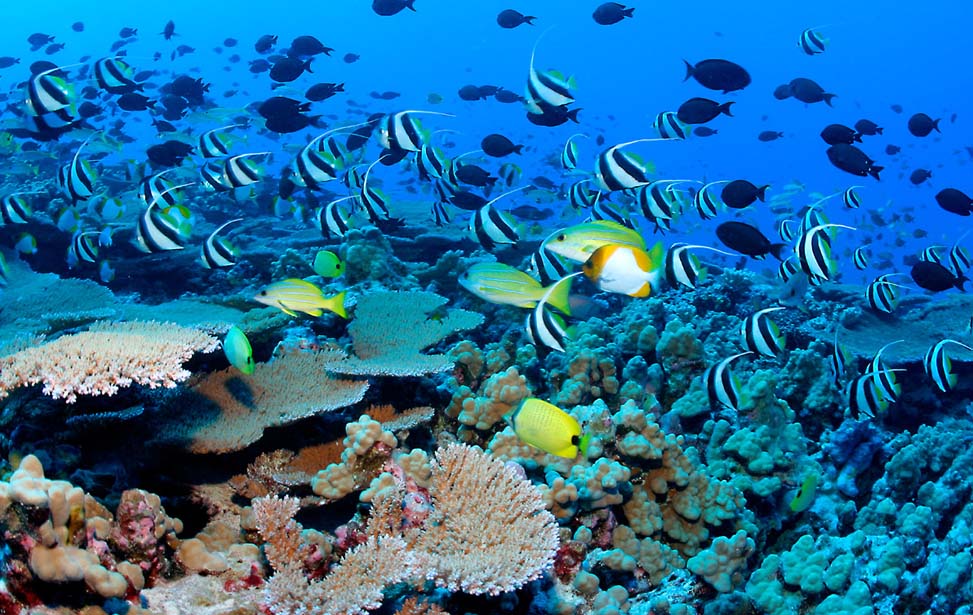 Snorkelling in Pigeon Island
