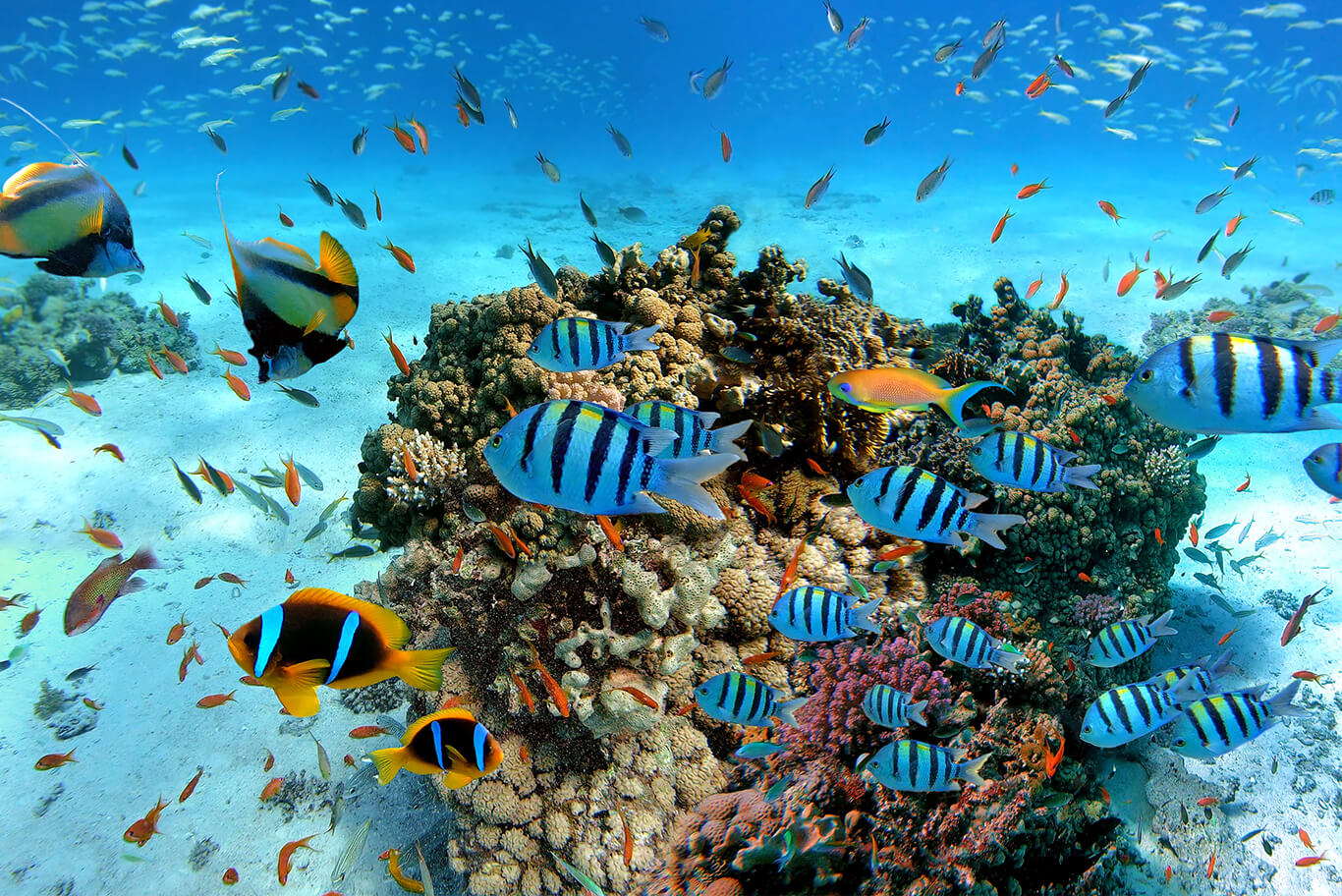 Snorkeling in Pigeon Island