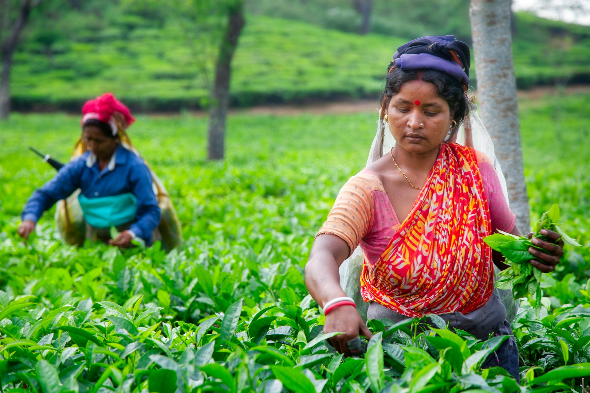 Tea plantation in Nuwara Eliya