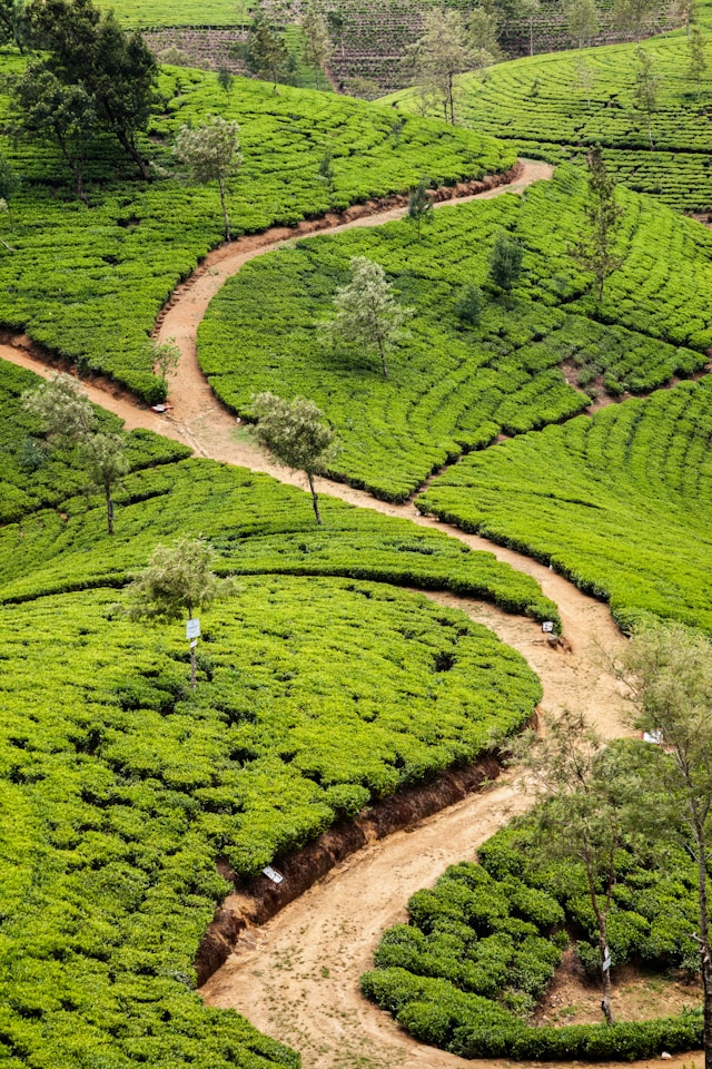 Tea plantation in Nuwara Eliya