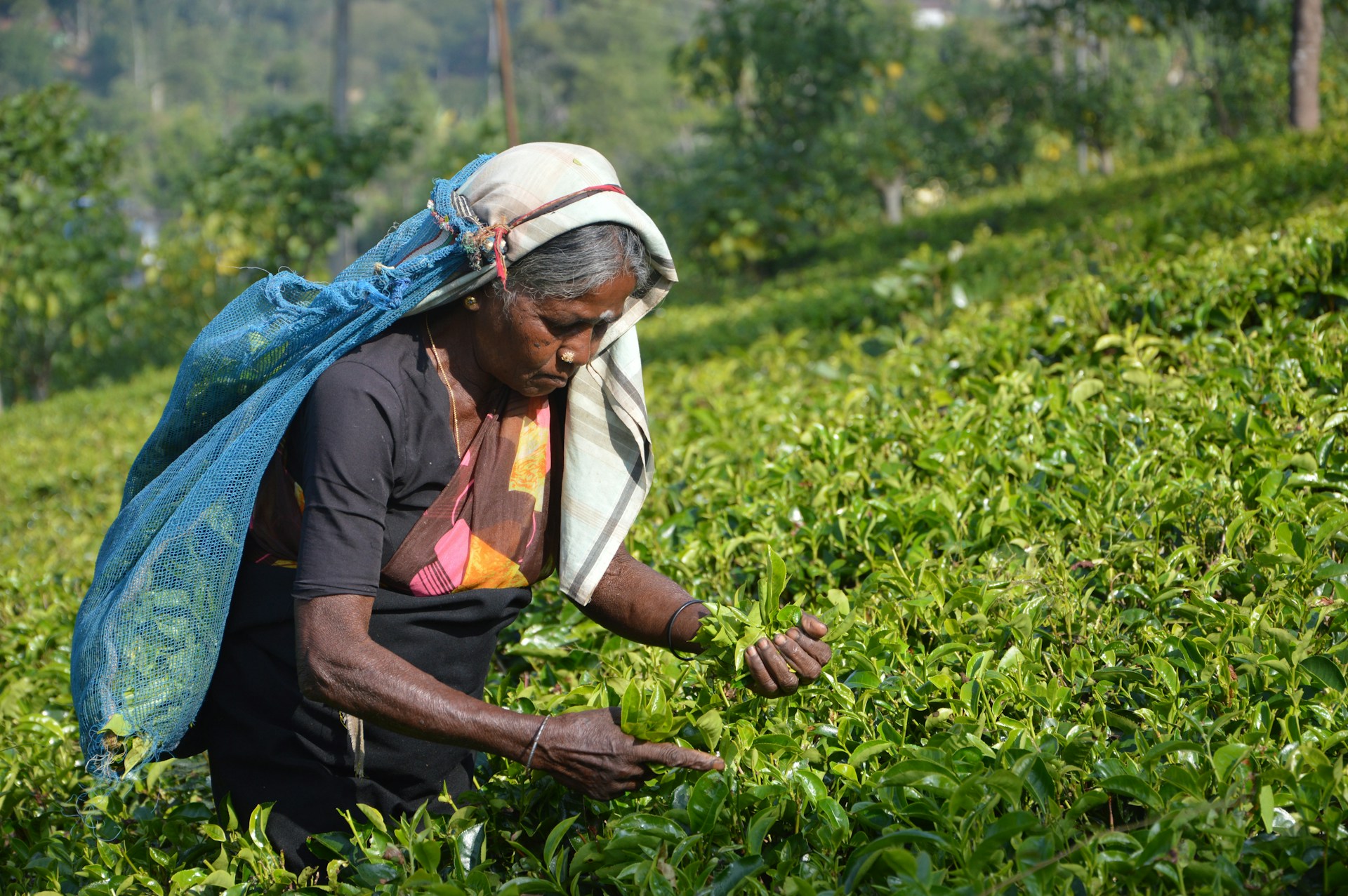 Tea plantation in Nuwara Eliya