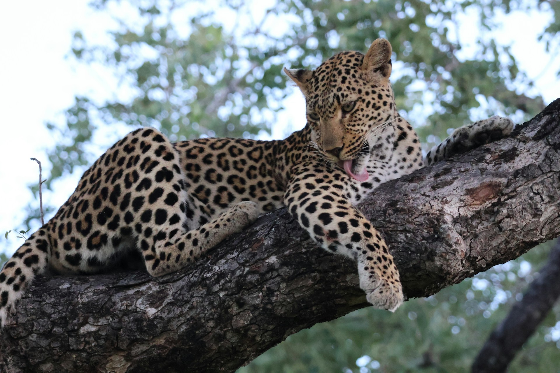 A leopard in a forest