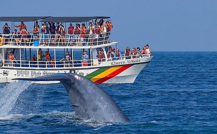 Whale watching in Mirissa