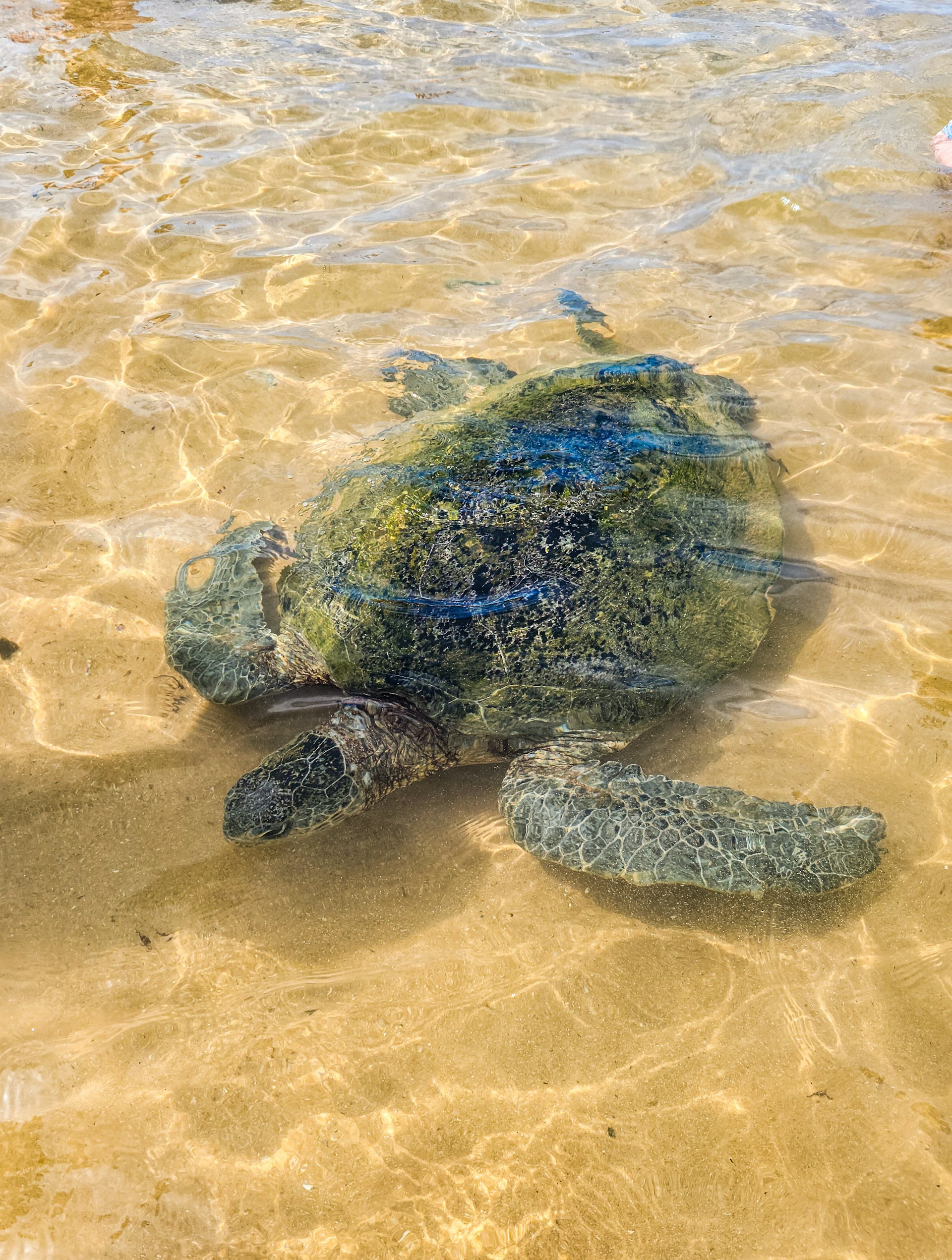 Turtles on the beach