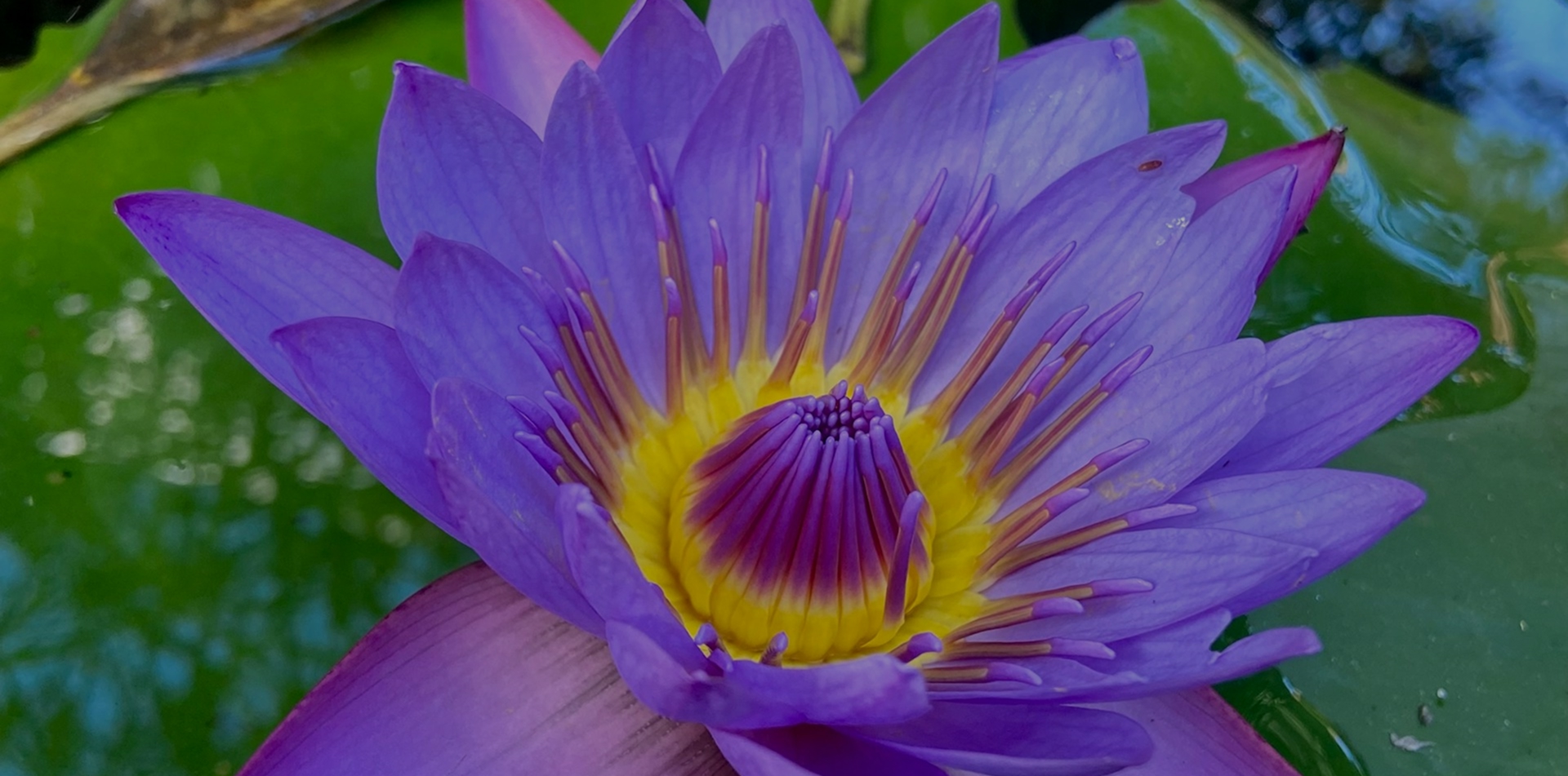 Blue Lilly Tour – coastal views