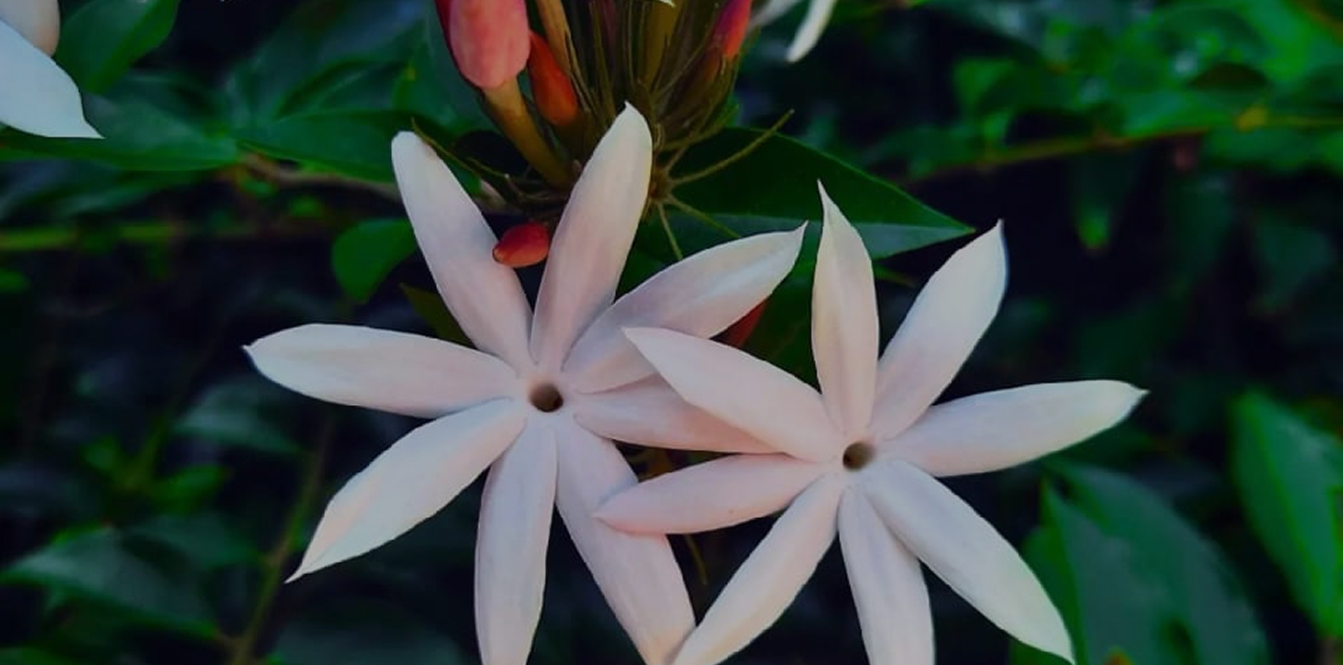 Jasmine Tour – fragrant landscapes