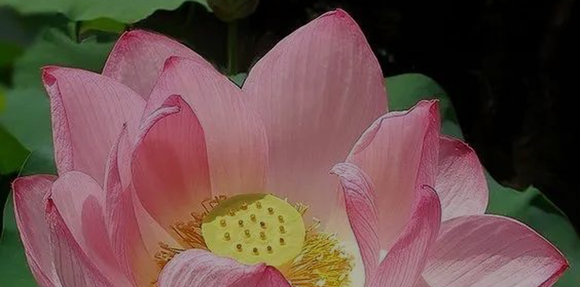 Lotus Tour – serene lakes and temples